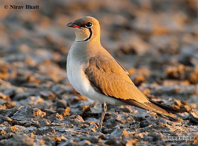 领燕鸻 领燕鸻的图片