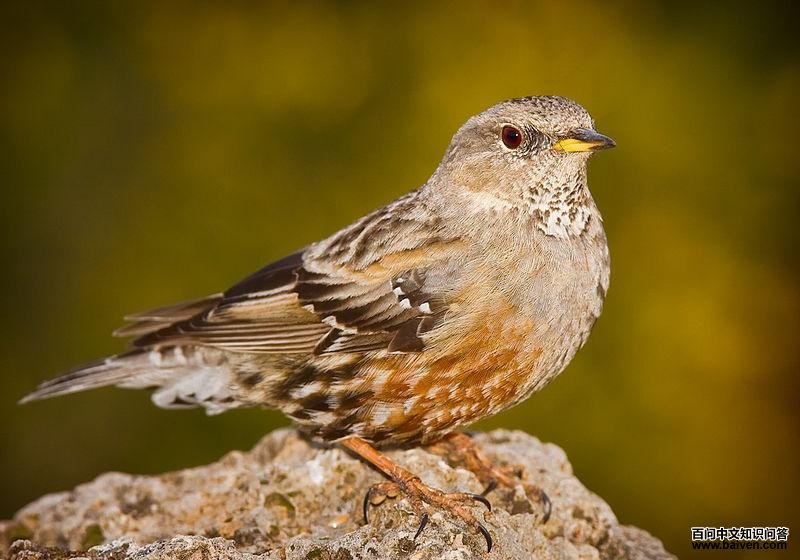 领岩鹨 领岩鹨的图片