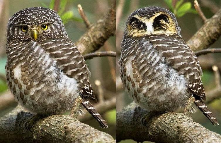 ����mͷ�����棨�󣩺ͱ��棨�ң��߼��ۣ�