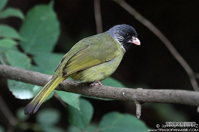 ��ȸ���ǵ�ͼƬ