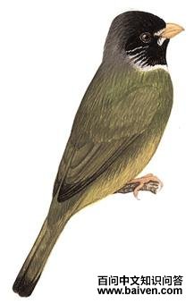 ��ȸ����