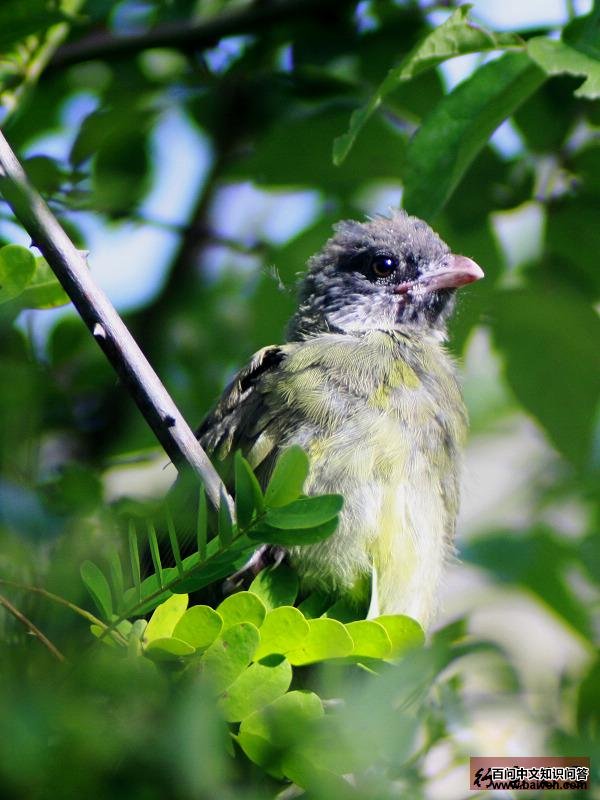 ��ȸ���ǣ��ǳ���