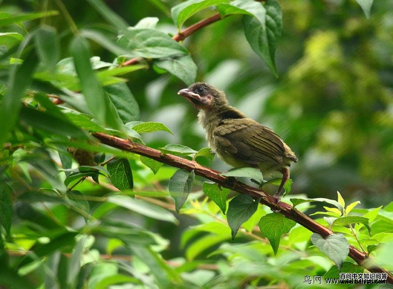 ��ȸ���ǣ�����