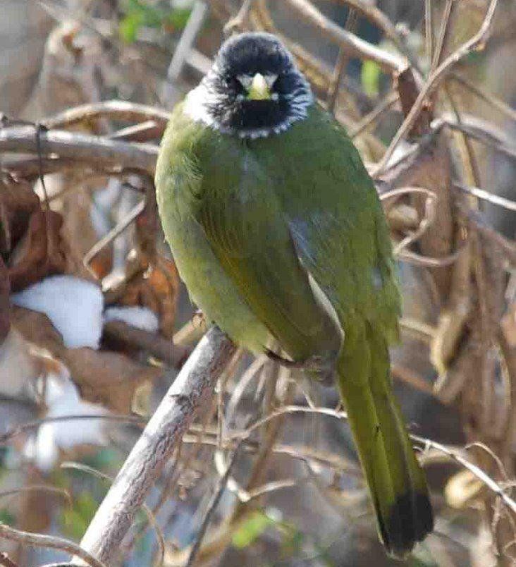 ��ȸ����