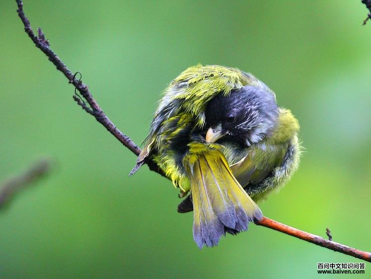 ��ȸ����