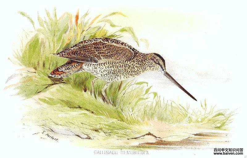 ��ɳ׶��ͼƬ