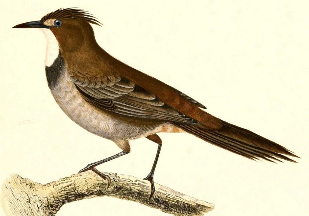 白喉巨灶鸫 白喉巨灶鸫的图片