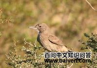 �׺������