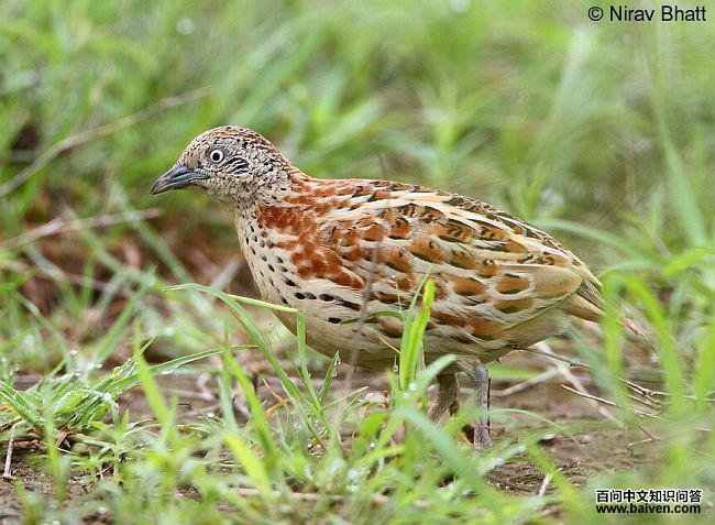 ����ֺ�ȵ�ͼƬ