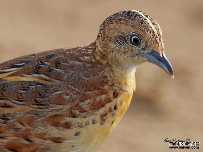 ����ֺ�ȣ�����̩����