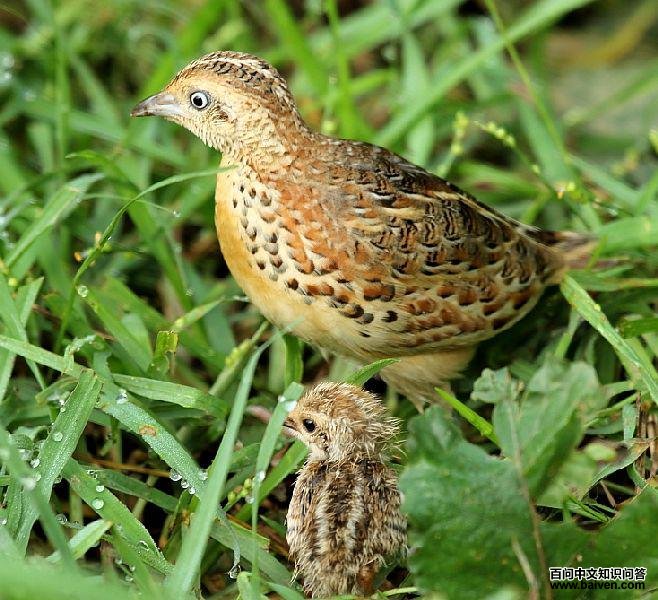 ����ֺ�ȣ�����ӡ�ȣ�