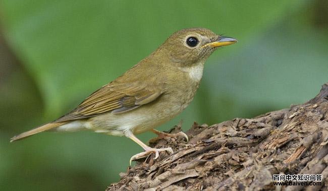 �׺����l��ͼƬ