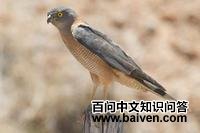 领雀鹰 领雀鹰