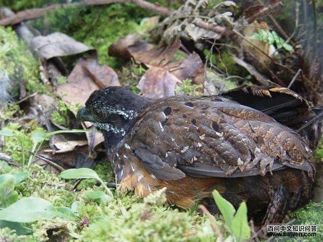 �����ȵ�ͼƬ