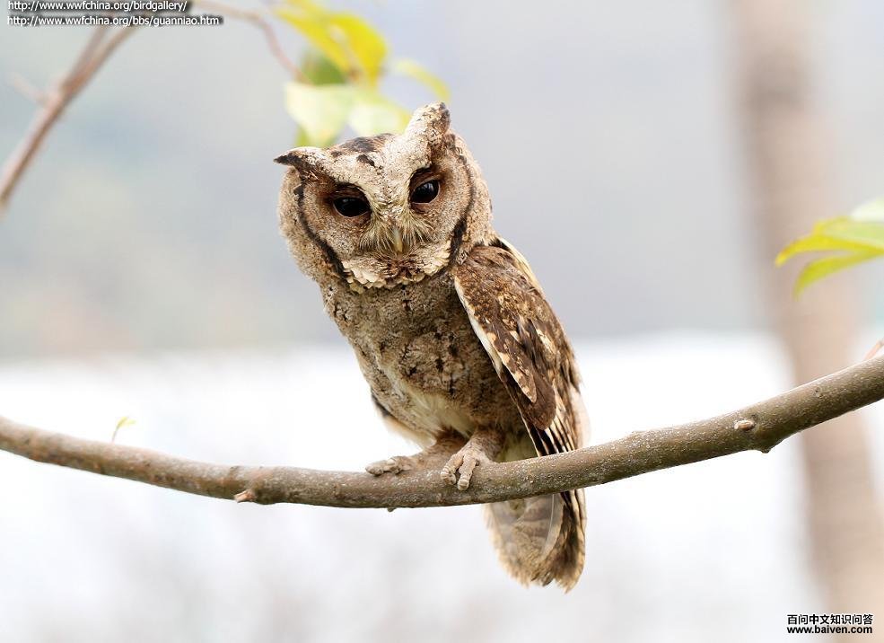 ����^��ͼƬ