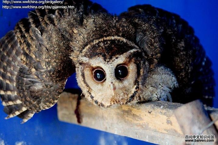 ����^����ү�������Ĵ���