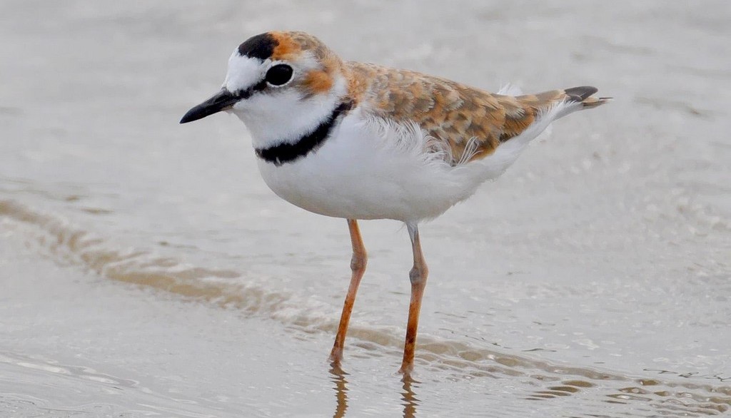 ���a��ͼƬ