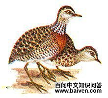 领鹑 领鹑的图片