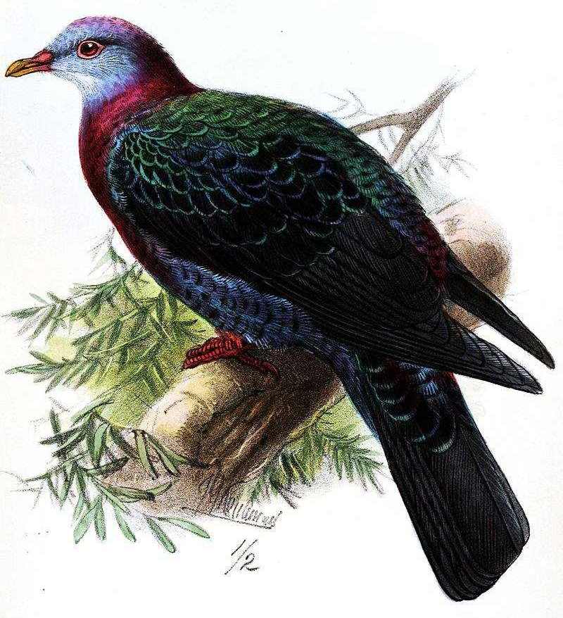 白喉林鸽 白喉林鸽的图片