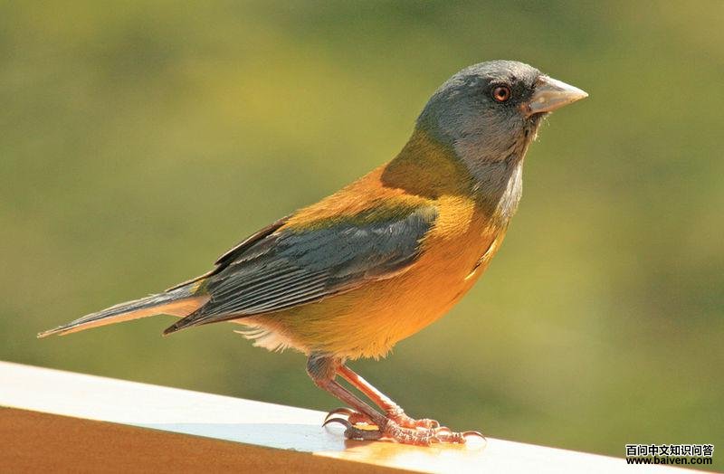 岭雀鹀属 岭雀鹀属的图片