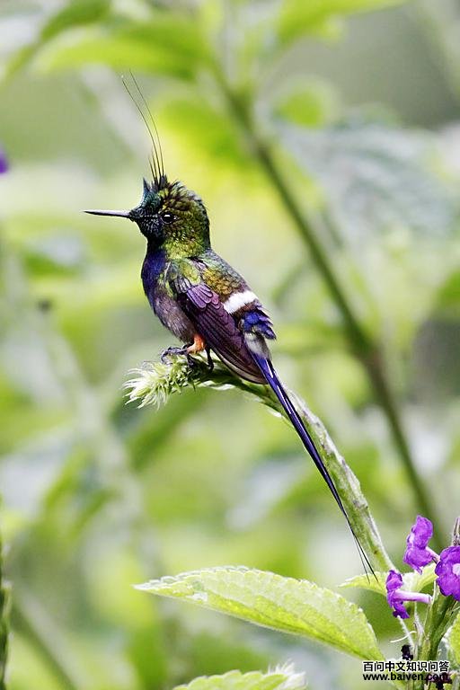 ��ڴ�β�����ͼƬ