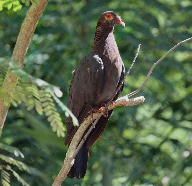 鳞枕鸽 鳞枕鸽的图片