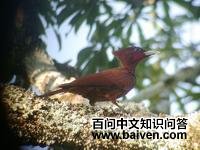 鳞胸啄木鸟 鳞胸啄木鸟的图片