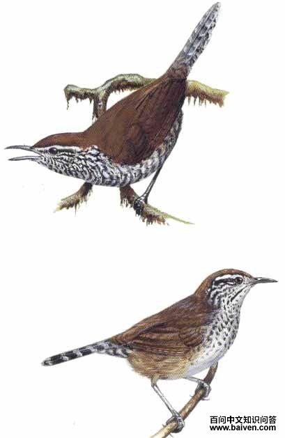 鳞胸苇鹪鹩 鳞胸苇鹪鹩的图片