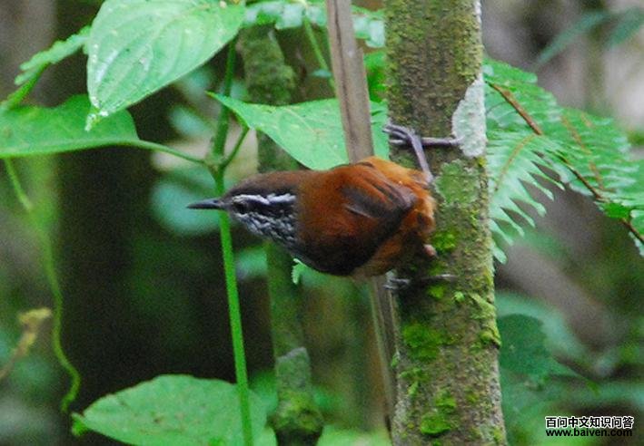 ����έ����