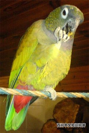 鳞头鹦哥 鳞头鹦哥的图片