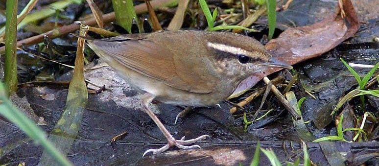 鳞头树莺 鳞头树莺的图片