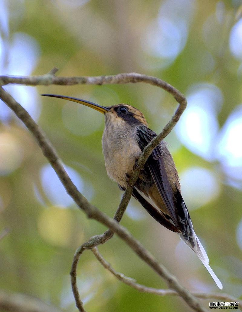 鳞喉隐蜂鸟 鳞喉隐蜂鸟的图片