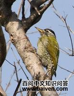 鳞喉绿啄木鸟 鳞喉绿啄木鸟的图片
