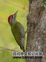 �ۺ�����ľ��