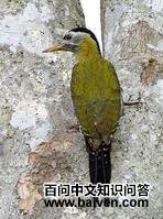 �ۺ�����ľ��