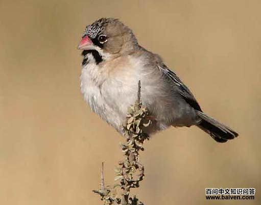 �۶��֯ȸ��ͼƬ