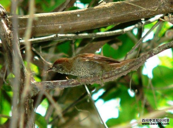 鳞斑针尾雀 鳞斑针尾雀的图片