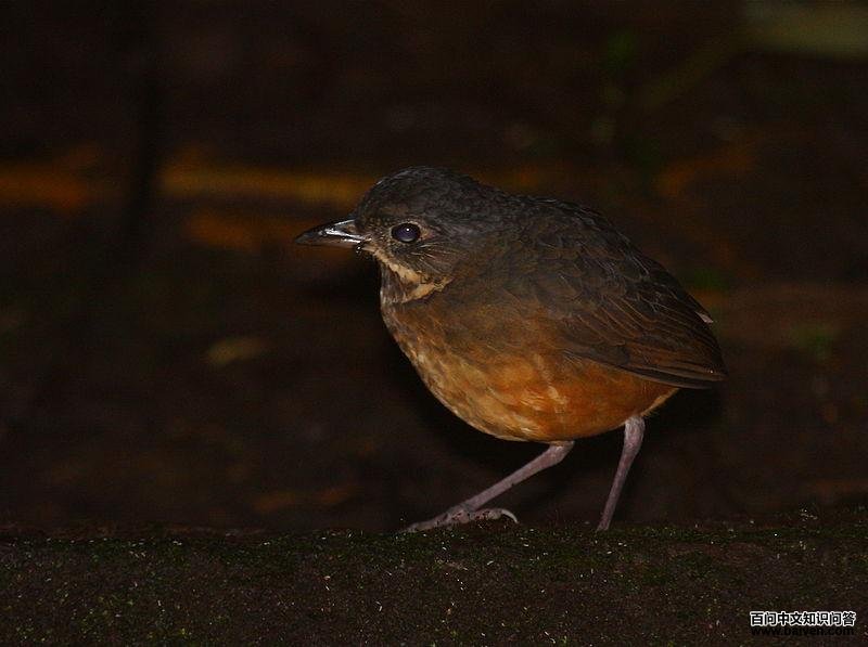 �۰�����ͼƬ