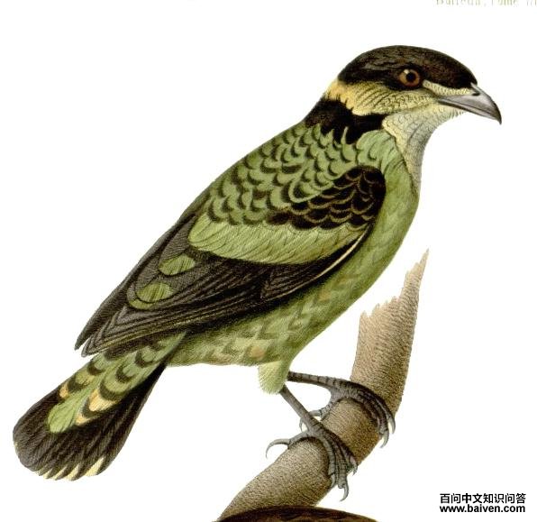 鳞斑食果伞鸟 鳞斑食果伞鸟的图片