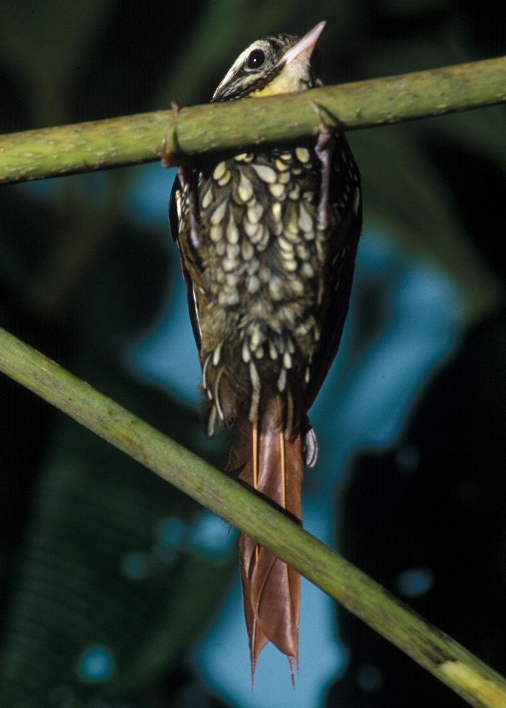 鳞斑爬树雀 鳞斑爬树雀的图片