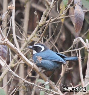 白喉蓝头鹊 白喉蓝头鹊的图片