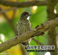 �۰߼���ľ���ͼƬ