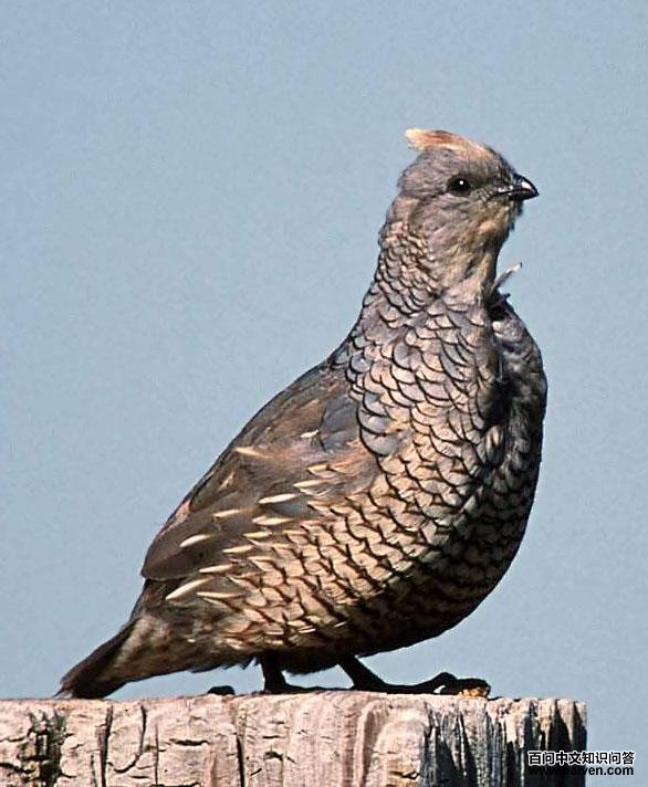 �۰��ȵ�ͼƬ