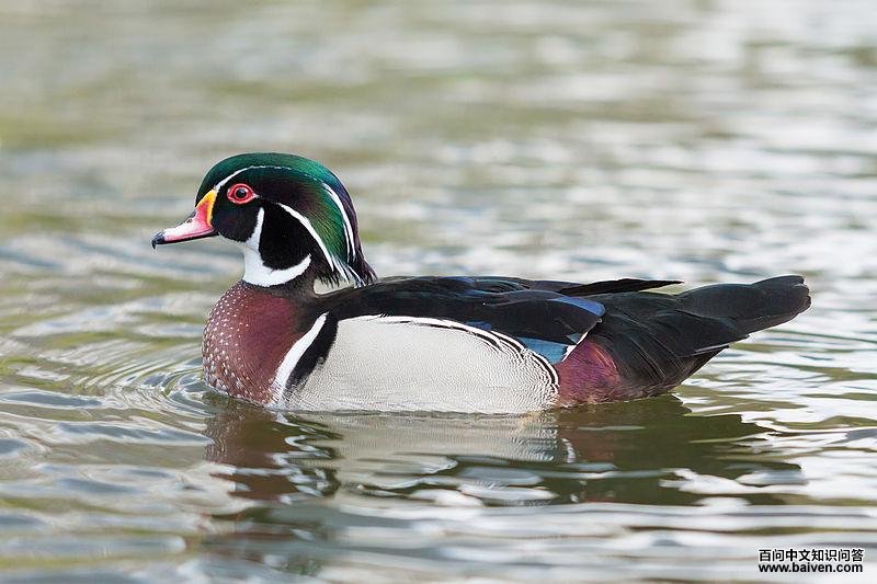 ��ԧ���ͼƬ