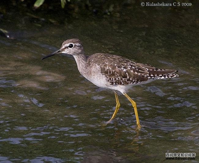 林鹬 林鹬的图片