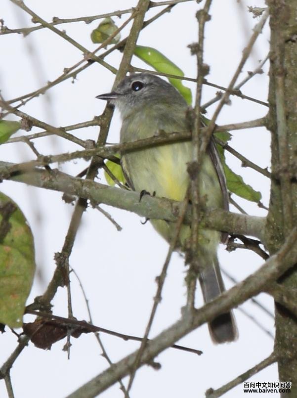 林伊拉鹟 林伊拉鹟的图片