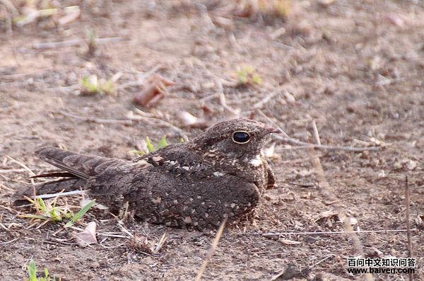 ��ҹӥ��ͼƬ