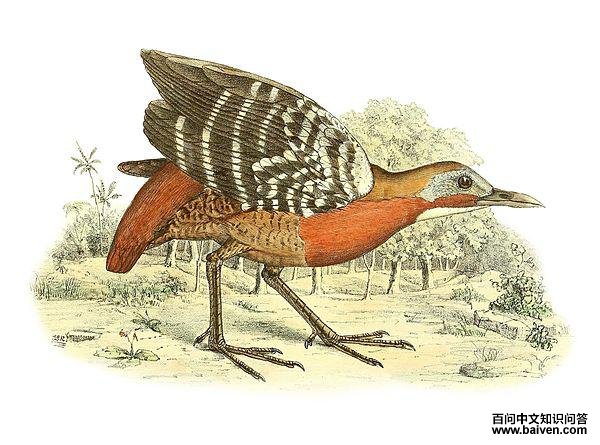 林秧鸡属 林秧鸡属的图片