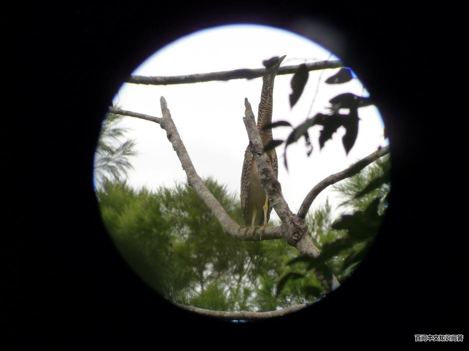 ���Z��ͼƬ