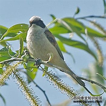 林攀雀 林攀雀的图片